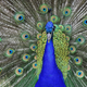 Illustration for article titled NBC might take Peacock down the free but you have to watch some commercials route